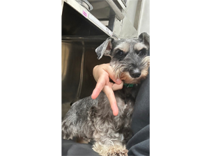 生徒が撮影したモデル犬たち♪